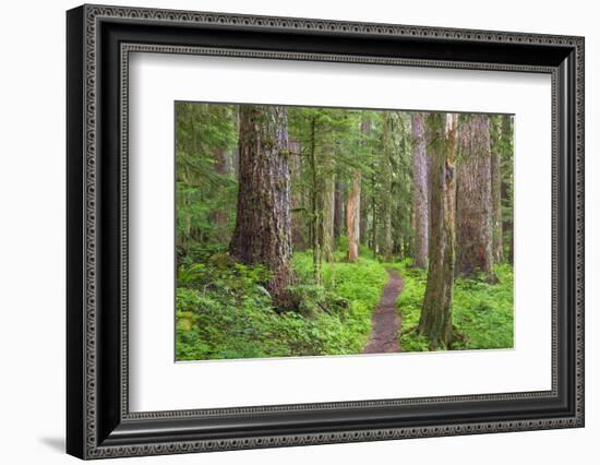 USA, Washington, Olympic National Park. Scenic of Old Growth Forest-Jaynes Gallery-Framed Photographic Print