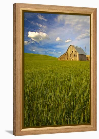 USA, Washington, Palouse. Old Barn in Field of Spring Wheat (Pr)-Terry Eggers-Framed Premier Image Canvas