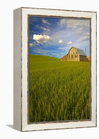 USA, Washington, Palouse. Old Barn in Field of Spring Wheat (Pr)-Terry Eggers-Framed Premier Image Canvas