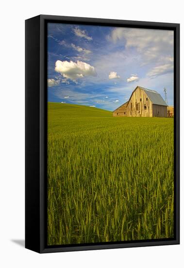 USA, Washington, Palouse. Old Barn in Field of Spring Wheat (Pr)-Terry Eggers-Framed Premier Image Canvas