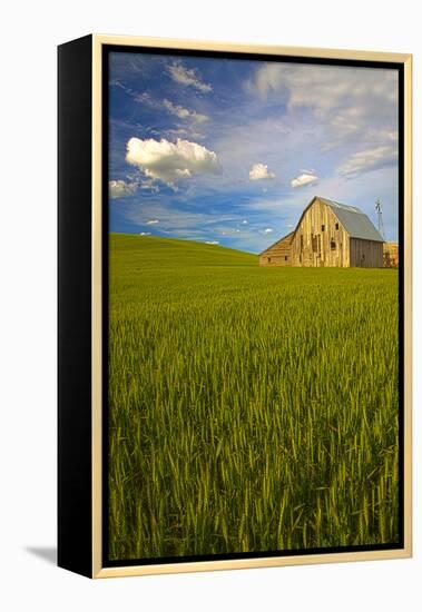 USA, Washington, Palouse. Old Barn in Field of Spring Wheat (Pr)-Terry Eggers-Framed Premier Image Canvas