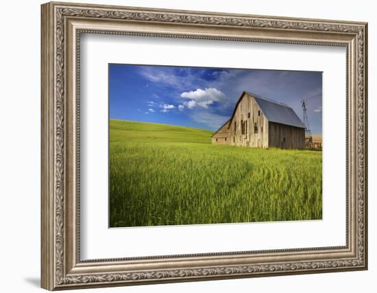 USA, Washington, Palouse. Old Barn in Field of Spring Wheat (Pr)-Terry Eggers-Framed Photographic Print