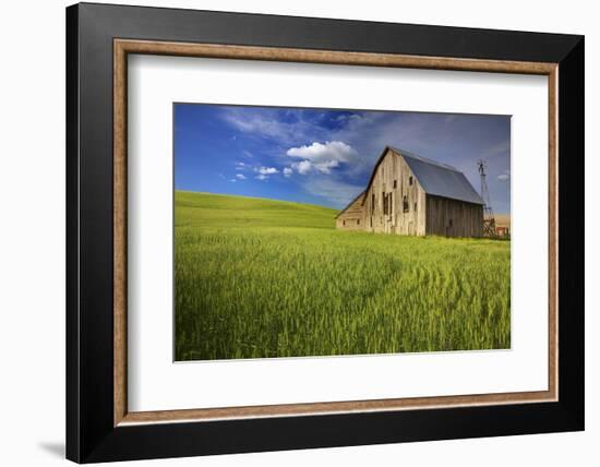 USA, Washington, Palouse. Old Barn in Field of Spring Wheat (Pr)-Terry Eggers-Framed Photographic Print