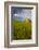 USA, Washington, Palouse. Old Barn in Field of Spring Wheat (Pr)-Terry Eggers-Framed Photographic Print