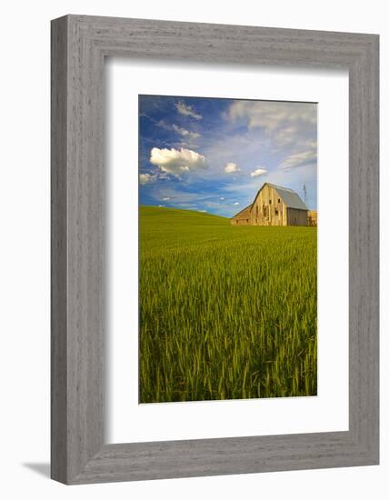 USA, Washington, Palouse. Old Barn in Field of Spring Wheat (Pr)-Terry Eggers-Framed Photographic Print