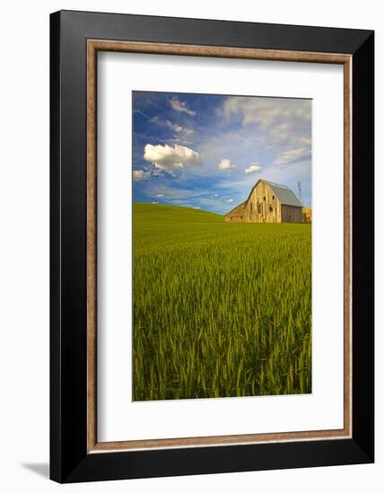 USA, Washington, Palouse. Old Barn in Field of Spring Wheat (Pr)-Terry Eggers-Framed Photographic Print