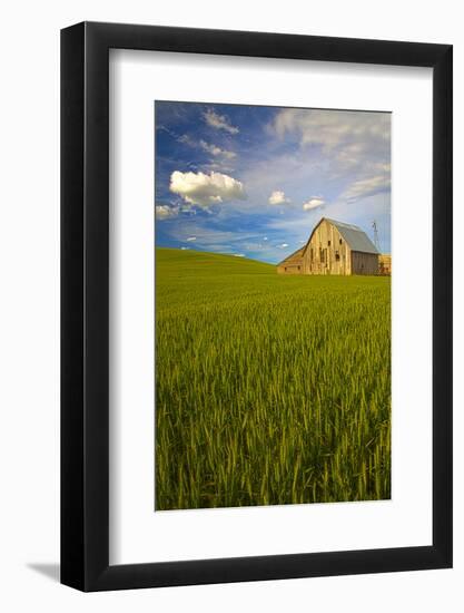 USA, Washington, Palouse. Old Barn in Field of Spring Wheat (Pr)-Terry Eggers-Framed Photographic Print