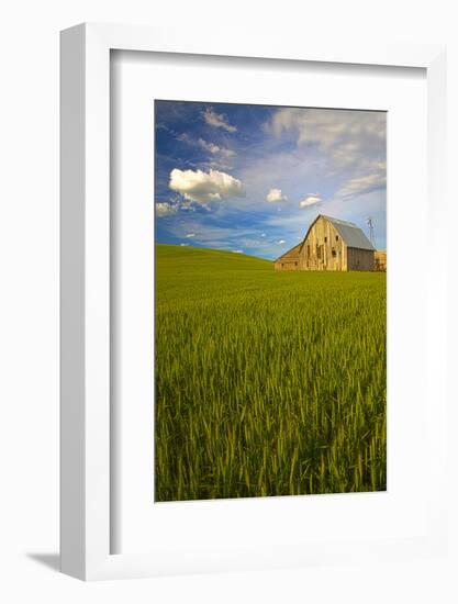 USA, Washington, Palouse. Old Barn in Field of Spring Wheat (Pr)-Terry Eggers-Framed Photographic Print