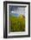 USA, Washington, Palouse. Old Barn in Field of Spring Wheat (Pr)-Terry Eggers-Framed Photographic Print