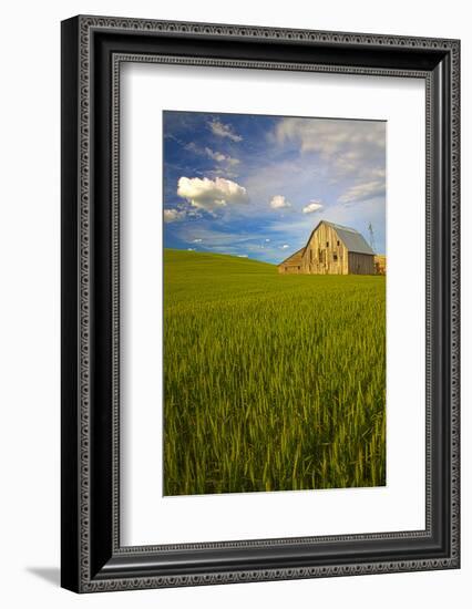 USA, Washington, Palouse. Old Barn in Field of Spring Wheat (Pr)-Terry Eggers-Framed Photographic Print