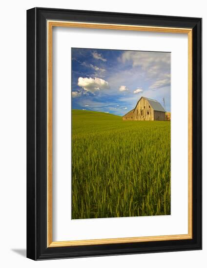 USA, Washington, Palouse. Old Barn in Field of Spring Wheat (Pr)-Terry Eggers-Framed Photographic Print