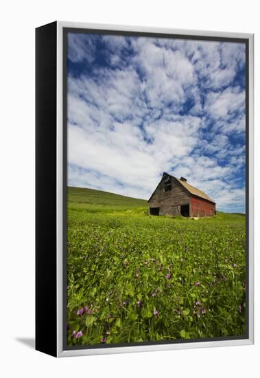 USA, Washington, Palouse. Old, Red Barn in Field of Chickpeas (Pr)-Terry Eggers-Framed Premier Image Canvas