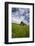 USA, Washington, Palouse. Old, Red Barn in Field of Chickpeas (Pr)-Terry Eggers-Framed Photographic Print