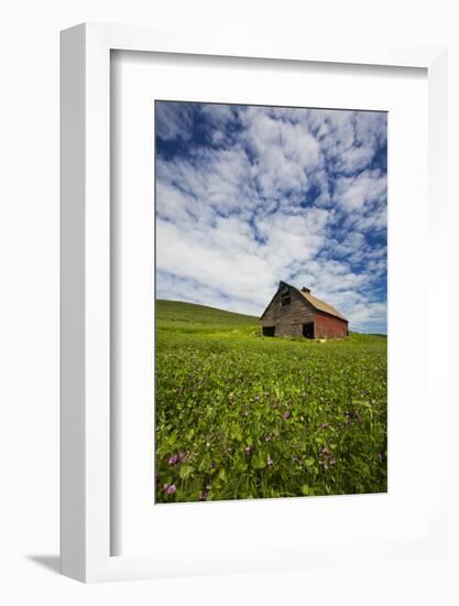 USA, Washington, Palouse. Old, Red Barn in Field of Chickpeas (Pr)-Terry Eggers-Framed Photographic Print