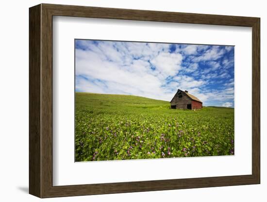 USA, Washington, Palouse. Old, Red Barn in Field of Chickpeas (Pr)-Terry Eggers-Framed Photographic Print