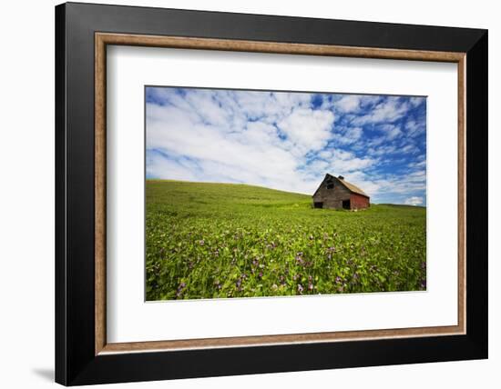 USA, Washington, Palouse. Old, Red Barn in Field of Chickpeas (Pr)-Terry Eggers-Framed Photographic Print