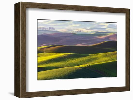 USA, Washington, Palouse. Rolling Hills Covered by Fields of Peas-Terry Eggers-Framed Photographic Print