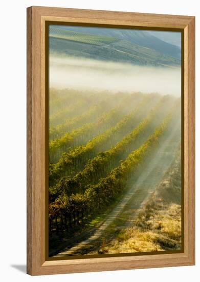 USA, Washington, Pasco. Fog and Harvest in a Washington Vineyard-Richard Duval-Framed Premier Image Canvas