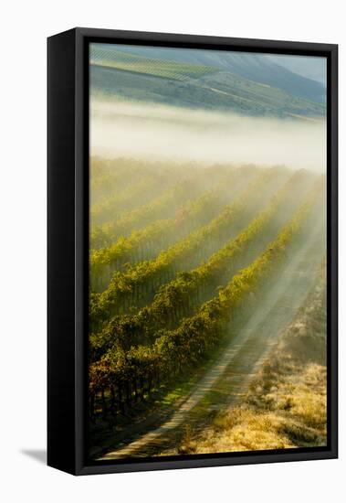 USA, Washington, Pasco. Fog and Harvest in a Washington Vineyard-Richard Duval-Framed Premier Image Canvas