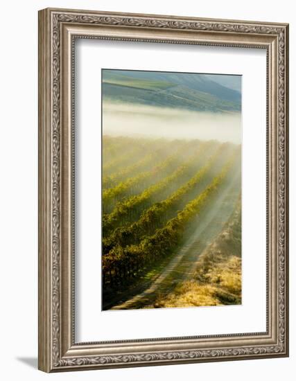 USA, Washington, Pasco. Fog and Harvest in a Washington Vineyard-Richard Duval-Framed Photographic Print