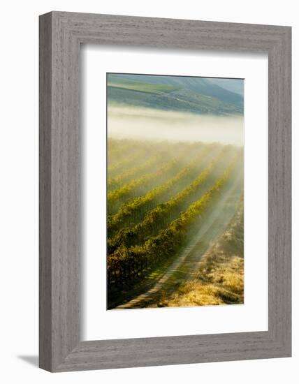 USA, Washington, Pasco. Fog and Harvest in a Washington Vineyard-Richard Duval-Framed Photographic Print