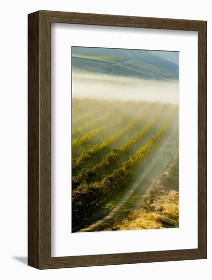 USA, Washington, Pasco. Fog and Harvest in a Washington Vineyard-Richard Duval-Framed Photographic Print