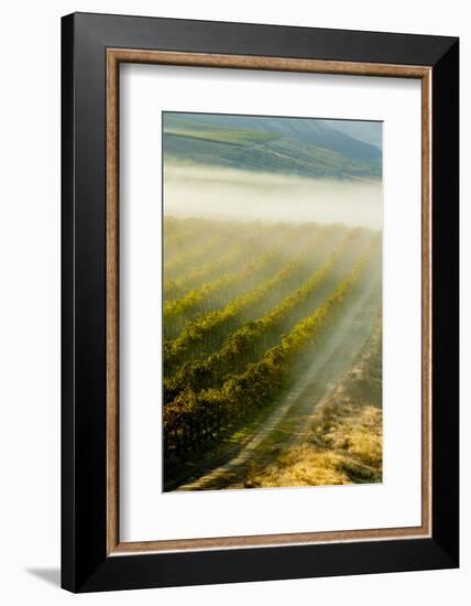 USA, Washington, Pasco. Fog and Harvest in a Washington Vineyard-Richard Duval-Framed Photographic Print