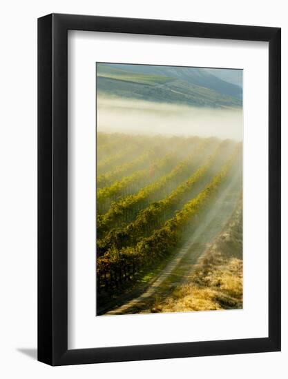 USA, Washington, Pasco. Fog and Harvest in a Washington Vineyard-Richard Duval-Framed Photographic Print