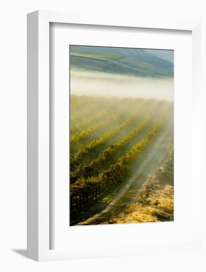 USA, Washington, Pasco. Fog and Harvest in a Washington Vineyard-Richard Duval-Framed Photographic Print