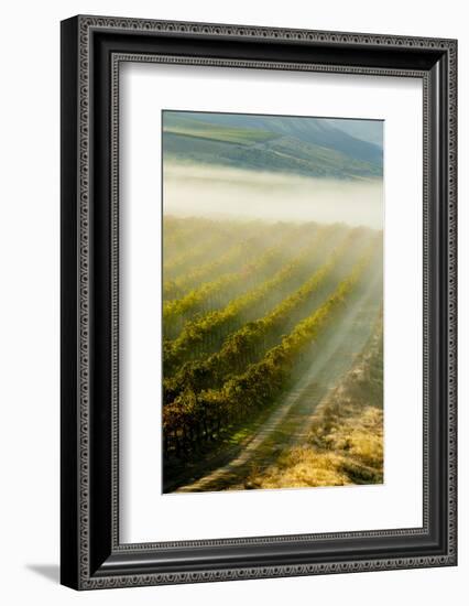 USA, Washington, Pasco. Fog and Harvest in a Washington Vineyard-Richard Duval-Framed Photographic Print