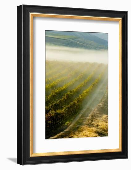 USA, Washington, Pasco. Fog and Harvest in a Washington Vineyard-Richard Duval-Framed Photographic Print