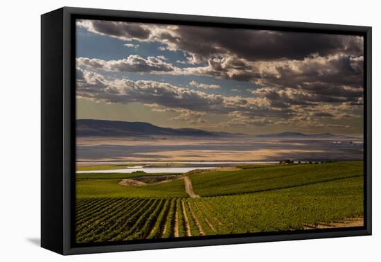 USA, Washington, Pasco. Vineyard in Eastern Washington-Richard Duval-Framed Premier Image Canvas