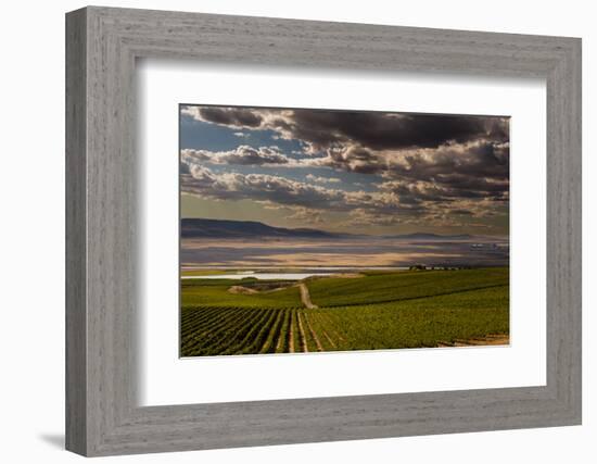 USA, Washington, Pasco. Vineyard in Eastern Washington-Richard Duval-Framed Photographic Print