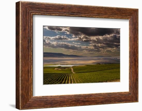 USA, Washington, Pasco. Vineyard in Eastern Washington-Richard Duval-Framed Photographic Print