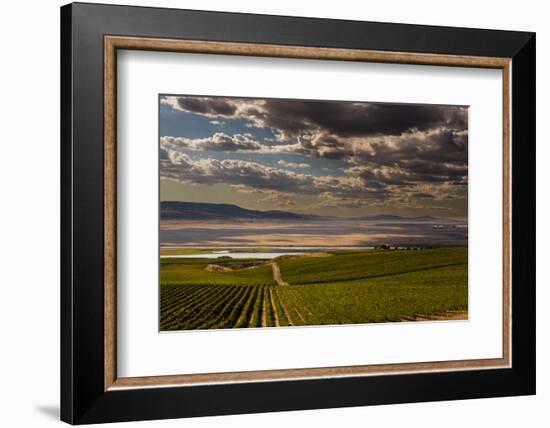 USA, Washington, Pasco. Vineyard in Eastern Washington-Richard Duval-Framed Photographic Print