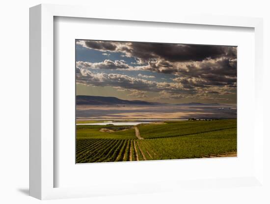 USA, Washington, Pasco. Vineyard in Eastern Washington-Richard Duval-Framed Photographic Print