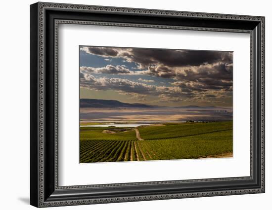 USA, Washington, Pasco. Vineyard in Eastern Washington-Richard Duval-Framed Photographic Print