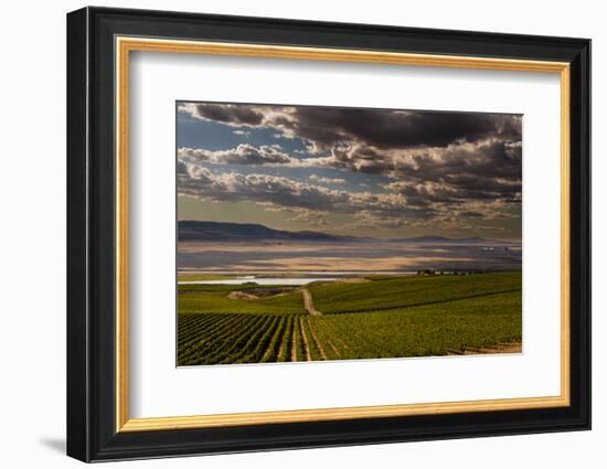 USA, Washington, Pasco. Vineyard in Eastern Washington-Richard Duval-Framed Photographic Print