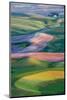 USA, Washington. Patterns and Colors of the Palouse Region-Jaynes Gallery-Mounted Photographic Print