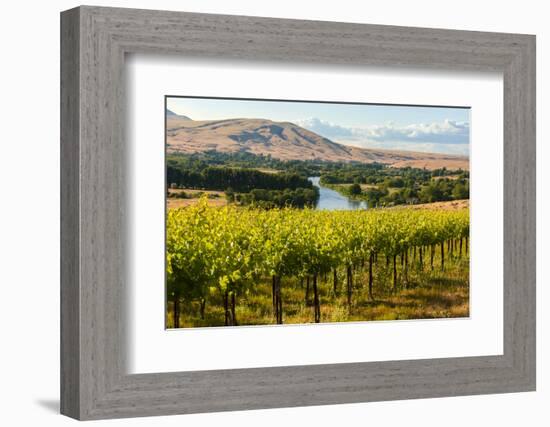 USA, Washington, Red Mountain. Vineyard on with the Yakima River-Richard Duval-Framed Photographic Print