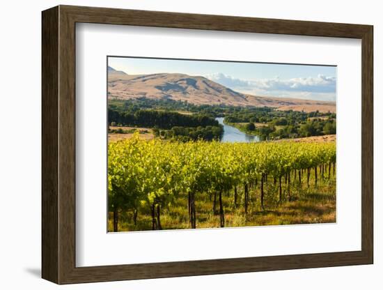 USA, Washington, Red Mountain. Vineyard on with the Yakima River-Richard Duval-Framed Photographic Print