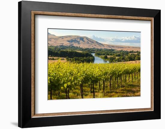 USA, Washington, Red Mountain. Vineyard on with the Yakima River-Richard Duval-Framed Photographic Print