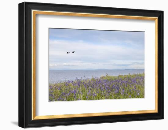 USA, Washington, San Juan Islands. Canada geese flying and camas flowers on Patos Island.-Jaynes Gallery-Framed Photographic Print