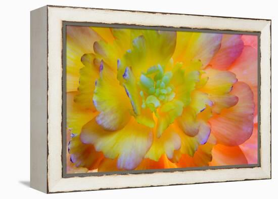 USA, Washington, Seabeck. a Back-Lit, Glowing Begonia Blossom-Jaynes Gallery-Framed Premier Image Canvas
