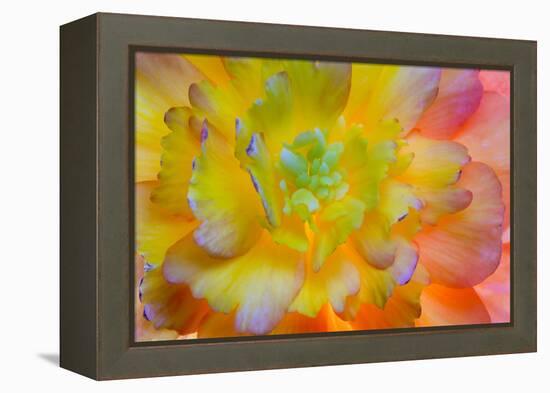 USA, Washington, Seabeck. a Back-Lit, Glowing Begonia Blossom-Jaynes Gallery-Framed Premier Image Canvas