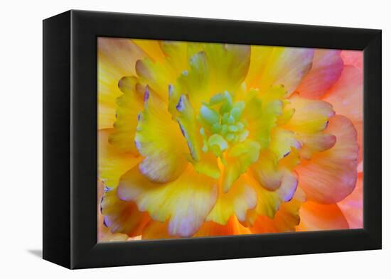 USA, Washington, Seabeck. a Back-Lit, Glowing Begonia Blossom-Jaynes Gallery-Framed Premier Image Canvas