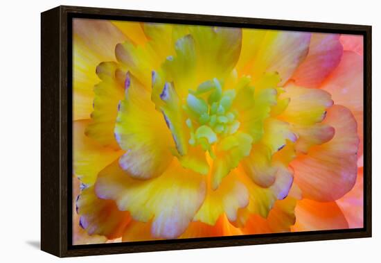 USA, Washington, Seabeck. a Back-Lit, Glowing Begonia Blossom-Jaynes Gallery-Framed Premier Image Canvas