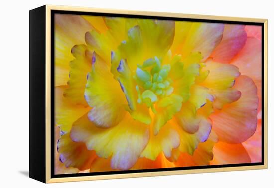 USA, Washington, Seabeck. a Back-Lit, Glowing Begonia Blossom-Jaynes Gallery-Framed Premier Image Canvas