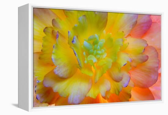 USA, Washington, Seabeck. a Back-Lit, Glowing Begonia Blossom-Jaynes Gallery-Framed Premier Image Canvas