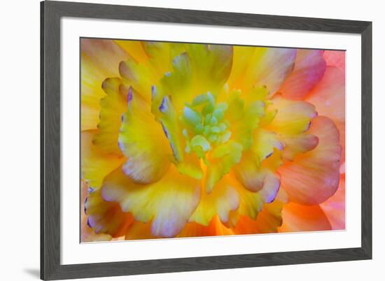 USA, Washington, Seabeck. a Back-Lit, Glowing Begonia Blossom-Jaynes Gallery-Framed Photographic Print